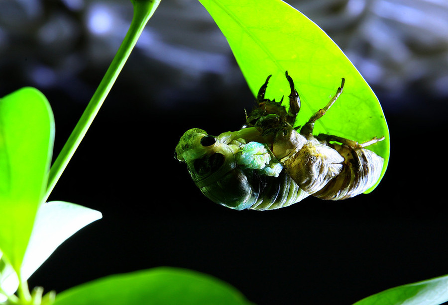 蝉的生长过程是怎么样的 (蝉的生长过程 蝉有毒吗)