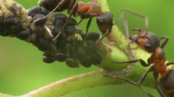 蚂蚁打架是什么意思 (蚂蚁打架是什么电影 蚂蚁打架的原因是什么)