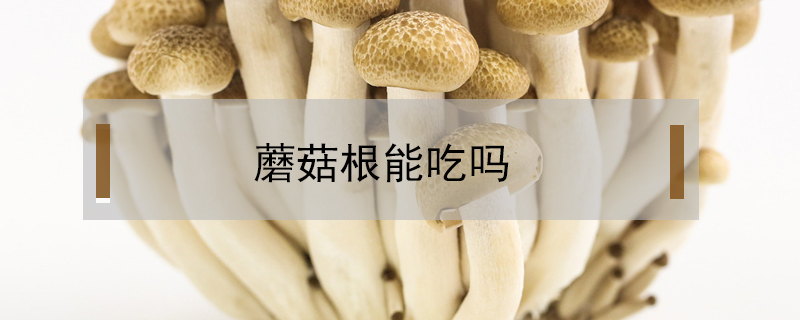鲜蘑菇长白毛了还能吃吗图片 (鲜蘑菇长白毛了还能吃吗)