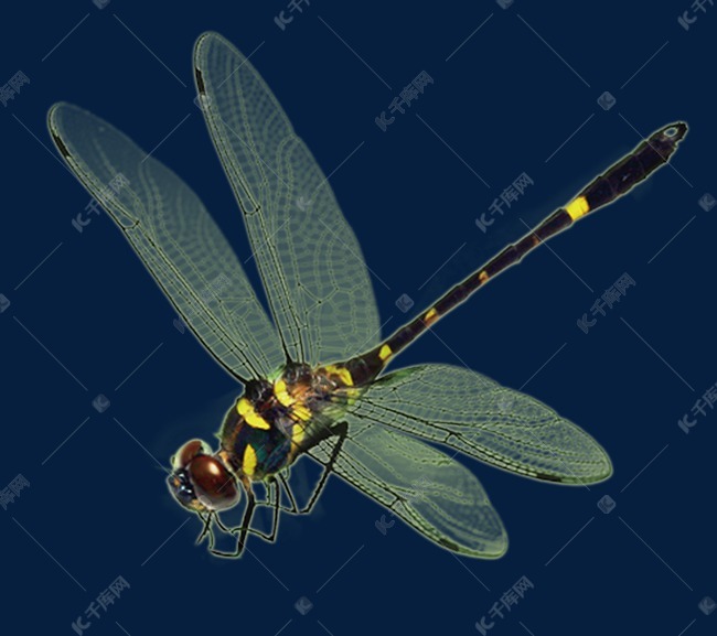 蜻蜓的昆虫别名身体特征以及发生在他们身上的故事 (蜻蜓的昆虫别名是什么 蜻蜓的别名和特点是什么)