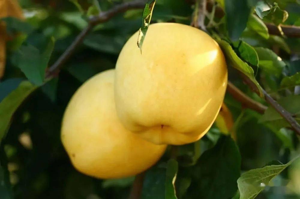 黄金维纳斯苹果多少钱一斤 (黄金维纳斯苹果甜吗 黄金维纳斯苹果好不好吃)