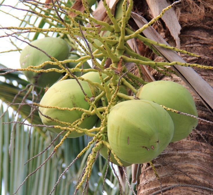 鲜椰子如何快速打开?视频 (鲜椰子如何快速打开 椰子放了一个月还能喝吗)