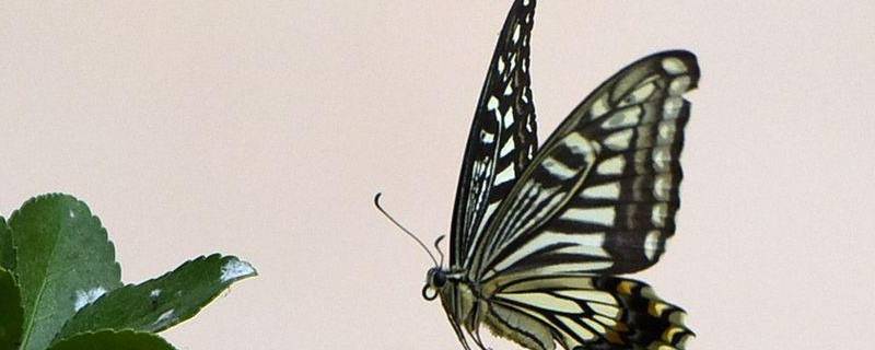 蝴蝶的翅膀为什么在阳光下闪闪发光 (蝴蝶的翅膀为什么有颜色 蝴蝶翅膀为什么是彩色的)