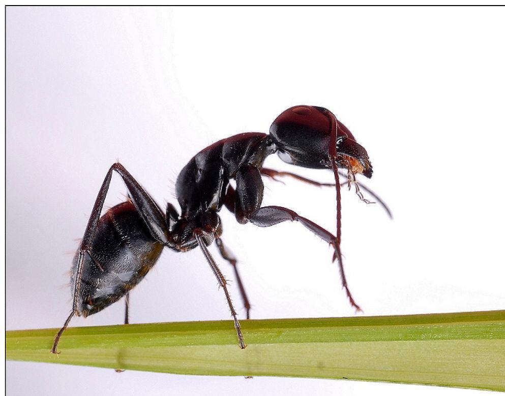 飞蚂蚁咬人水泡怎么办