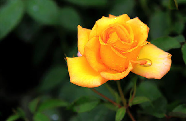 黄玫瑰的花语和象征意义 (黄玫瑰的花语 黄玫瑰的花语是什么)