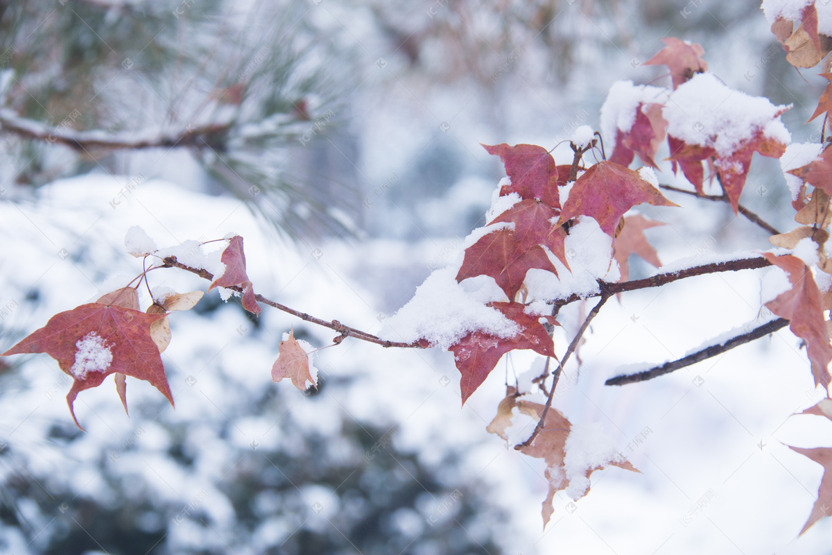 冬天落叶的树统称叫什么 (冬天落叶的树有哪些 有哪些树冬天会落叶)