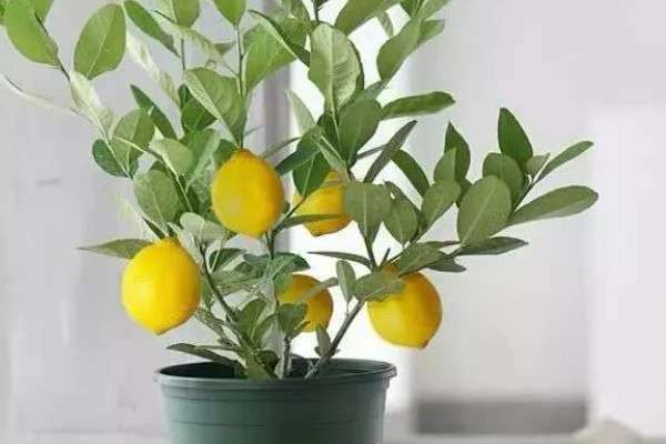 盆栽柠檬修剪时间和方法 (盆栽柠檬修剪方法 盆栽柠檬怎么修剪)