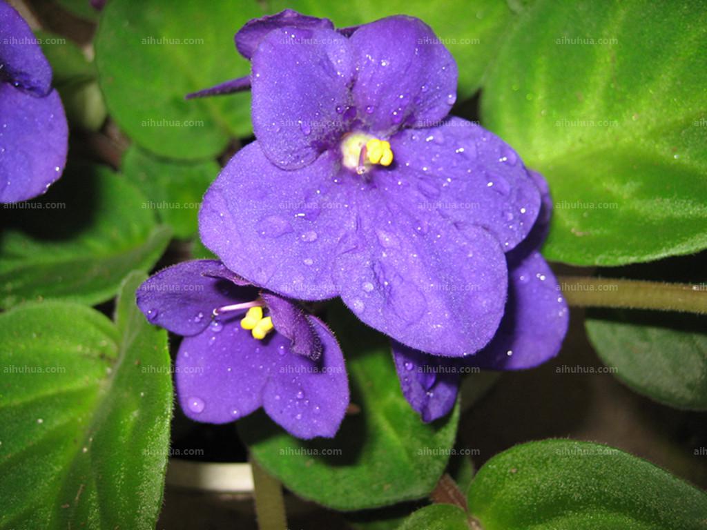 紫罗兰的种植方法和注意事项