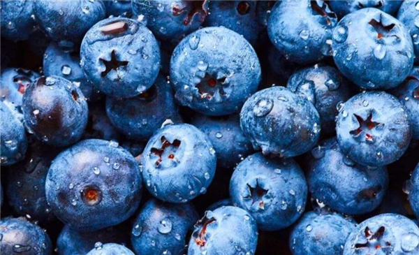 蓝莓的好处和坏处那方面 (蓝莓的好处以及食用的禁忌)