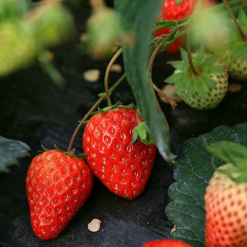 草莓什么时候吃是当季 (草莓什么时候上市 草莓上市时间介绍)
