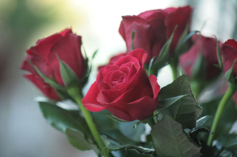 玫瑰花的特点和外形、颜色 (玫瑰花的特点 玫瑰花有哪些特点)
