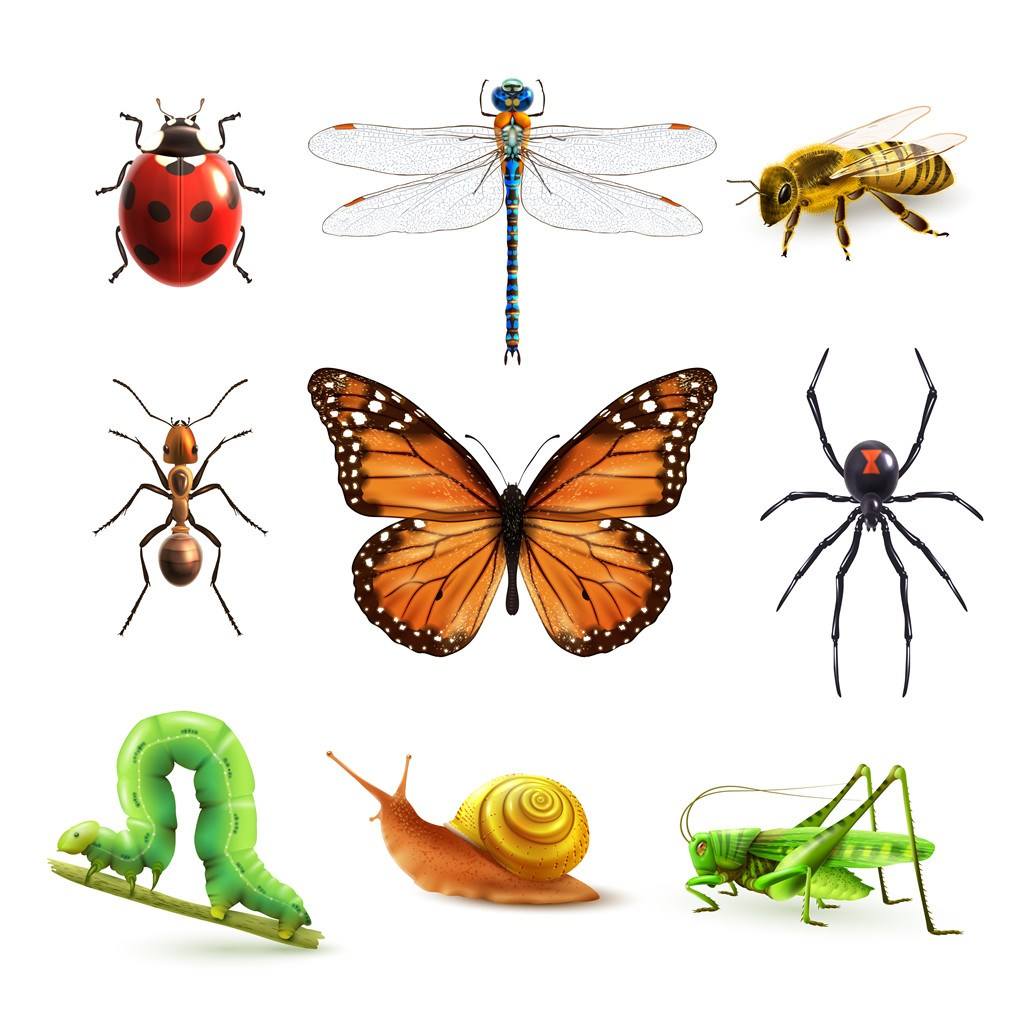 怎么区分昆虫和动物的区别 (怎么区分昆虫和非昆虫的区别 怎么区分昆虫和非昆虫)