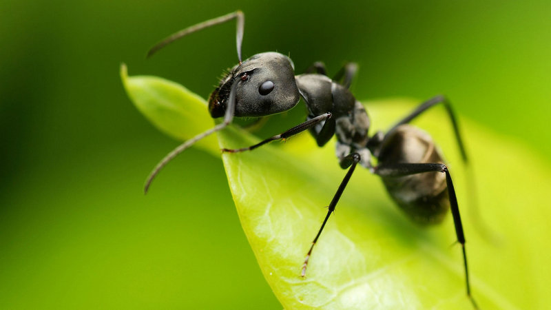 蚂蚁怎么辨别方向的简便说法 (蚂蚁怎么辨别方向 蚂蚁洞可以辨别方向吗)