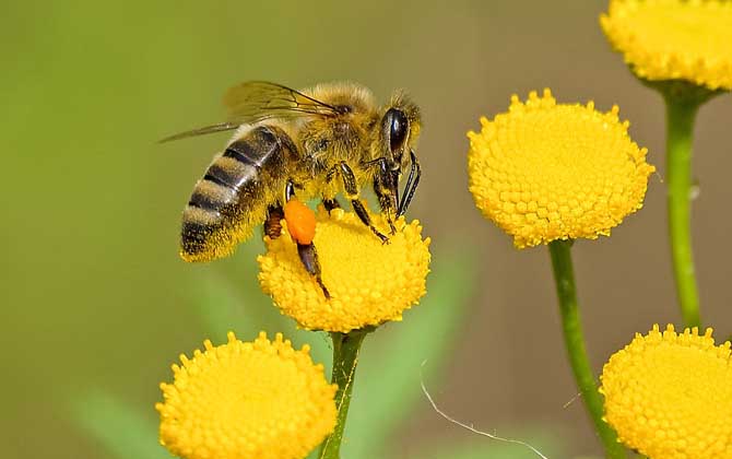 蜜蜂怎么能找到回家的路 (蜜蜂怎么能找到回家的路 蜜蜂能找到回家的路的原因是什么)
