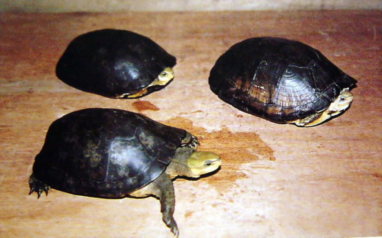 周氏闭壳龟是几级保护动物 (怎么养 周氏闭壳龟好养吗)