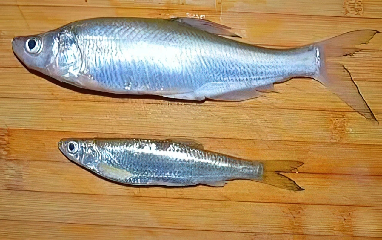 白水鱼和白条的区别 (白水鱼和白条鱼一样吗 有什么区别)