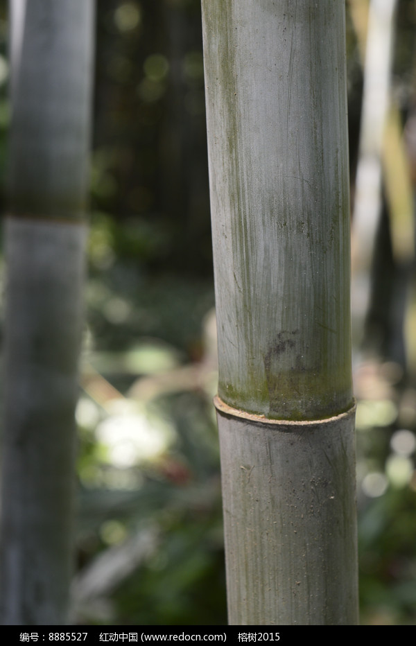 竹竿和竹秆的区别 竹竿竹杆的区别