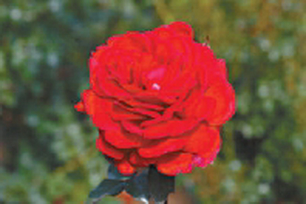 红色玫瑰花语是什么 红色玫瑰花语