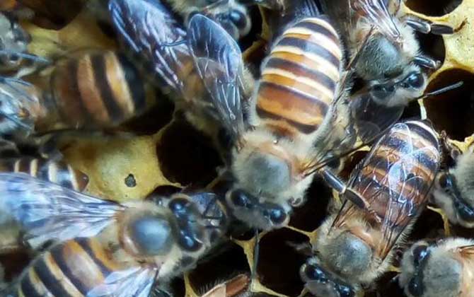 熬糖水喂蜜蜂的技巧 蜜蜂夏季喂糖技巧