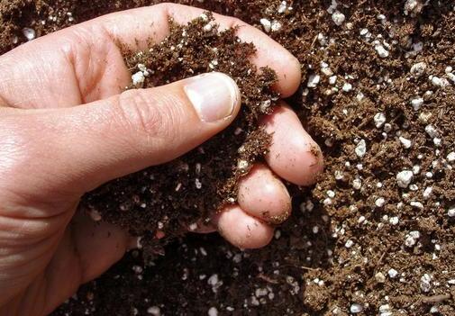 砂质土壤的肥力特点 哪里有砂质土壤