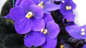 紫罗兰盆栽如何爆盆