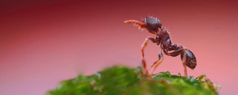 家有红蚂蚁说明了什么 红蚂蚁进家预示什么