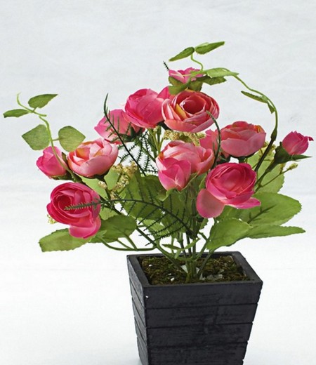 盆栽玫瑰的种植方法和留意事项 盆栽玫瑰的养殖方法和留意事项