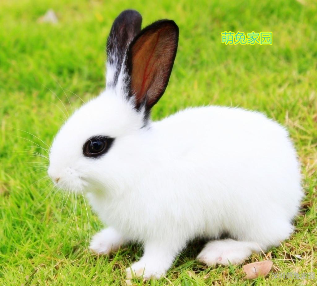 侏儒兔形态特征 侏儒兔能长多大
