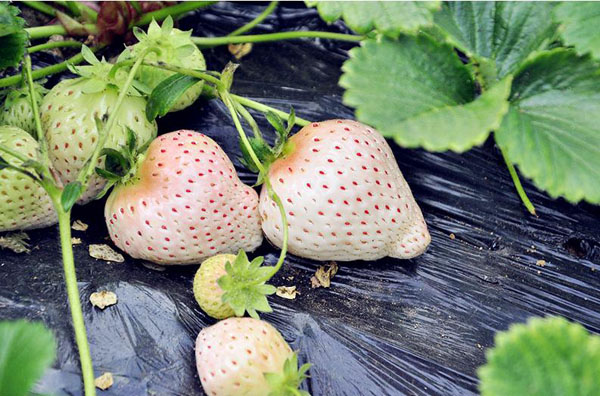 草莓多少钱一斤 草莓价格是多少