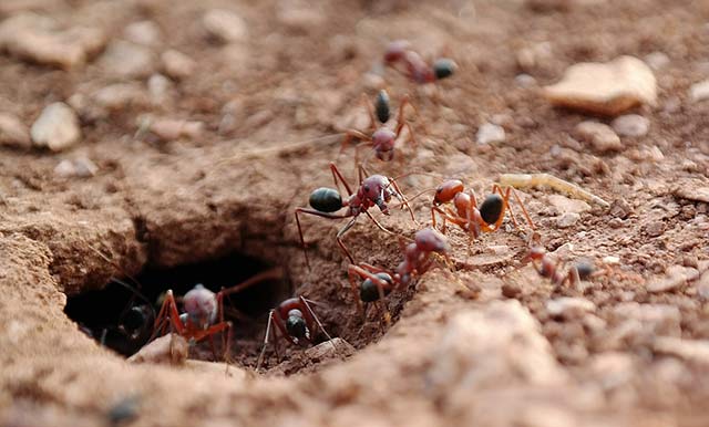 蚂蚁的由来200个字 蚂蚁的由来