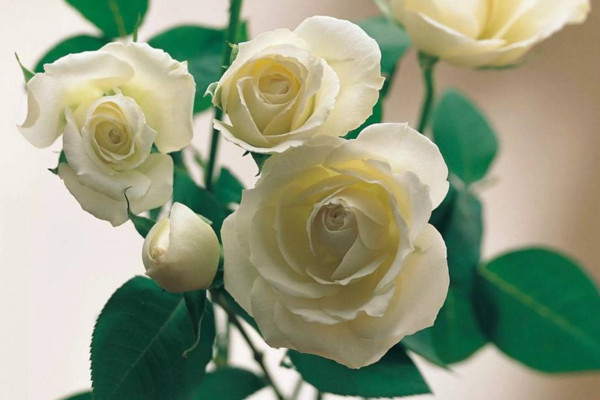 白玫瑰的花语 白玫瑰的花语是什么