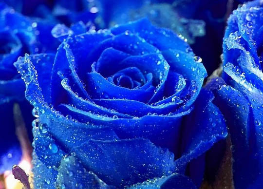 蓝色妖姬的花语是什么 蓝色妖姬的花语
