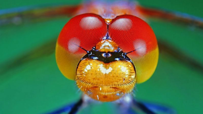有复眼的昆虫怎么看东西 昆虫的复眼是怎么看东西的