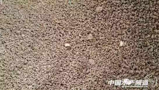 怎样除掉大米中的蚂蚁 怎样除掉大米里的虫子