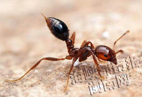 红色蚂蚁咬人有毒吗