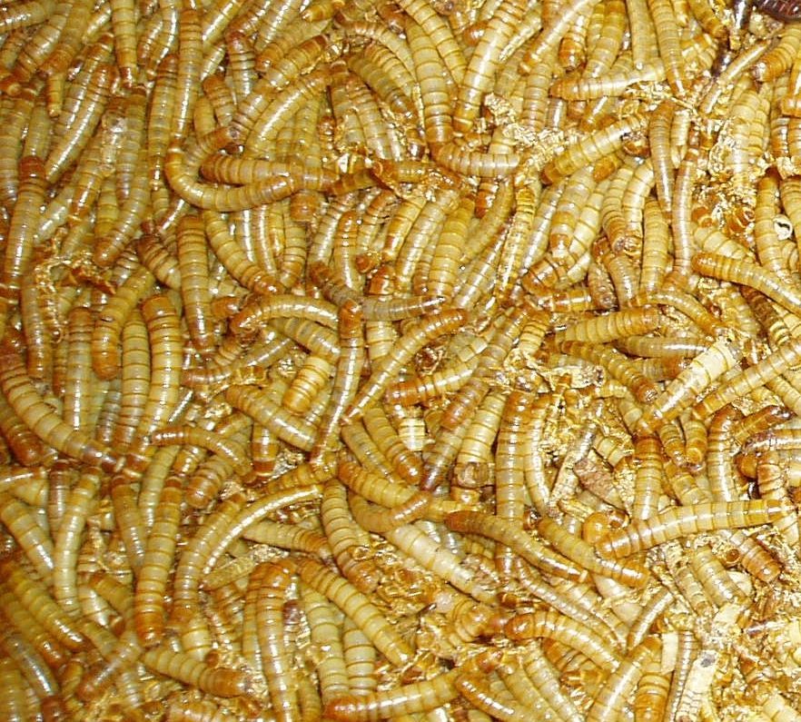 黄粉虫从孵化到产卵需要多久 黄粉虫产卵孵化技术
