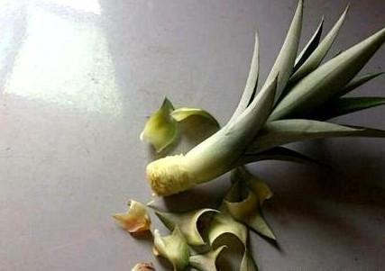 菠萝怎么繁殖