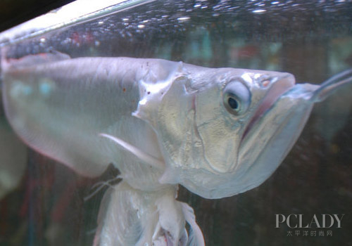 新买的银龙鱼不吃东西怎么办 怎么正确喂食
