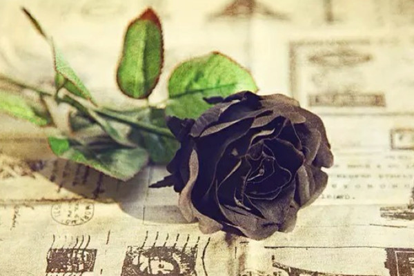 黑玫瑰花语 黑玫瑰的花语