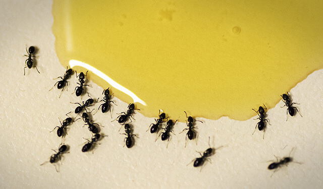 家里好多蚂蚁什么原因 家里有小蚂蚁是什么原因造成的