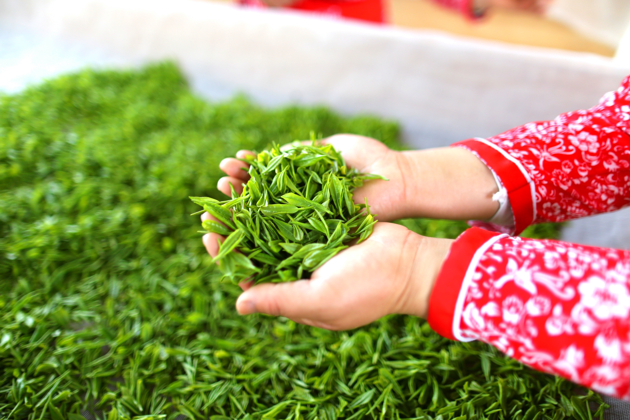 什么茶属于绿茶 天山绿茶属于什么茶