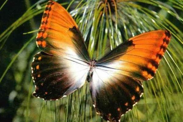 蝴蝶优惠最频繁的是哪个节令 蝴蝶什么节令进去优惠
