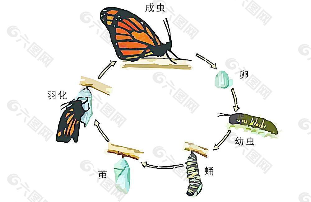 蝴蝶的成长环节 蝴蝶的由来