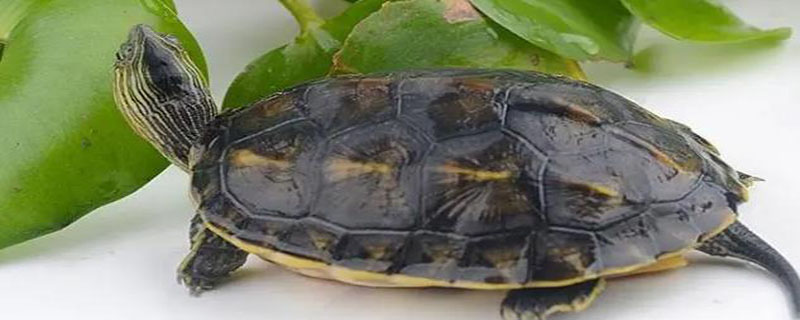 花龟的寿命 成年的期间