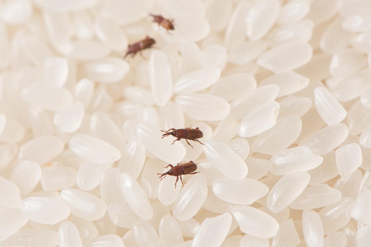 怎样防止虫子爬到床上 怎样能防止床上有蚂蚁