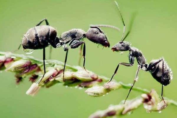 蚂蚁怎样寻食