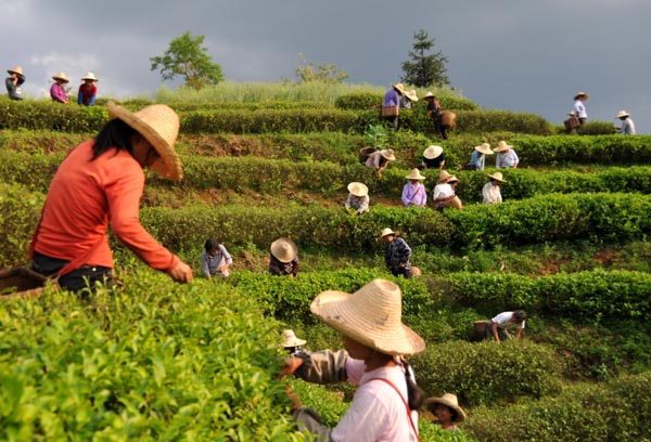 乌龙茶的采摘规范 乌龙茶的采摘规范是什么一叶一芽