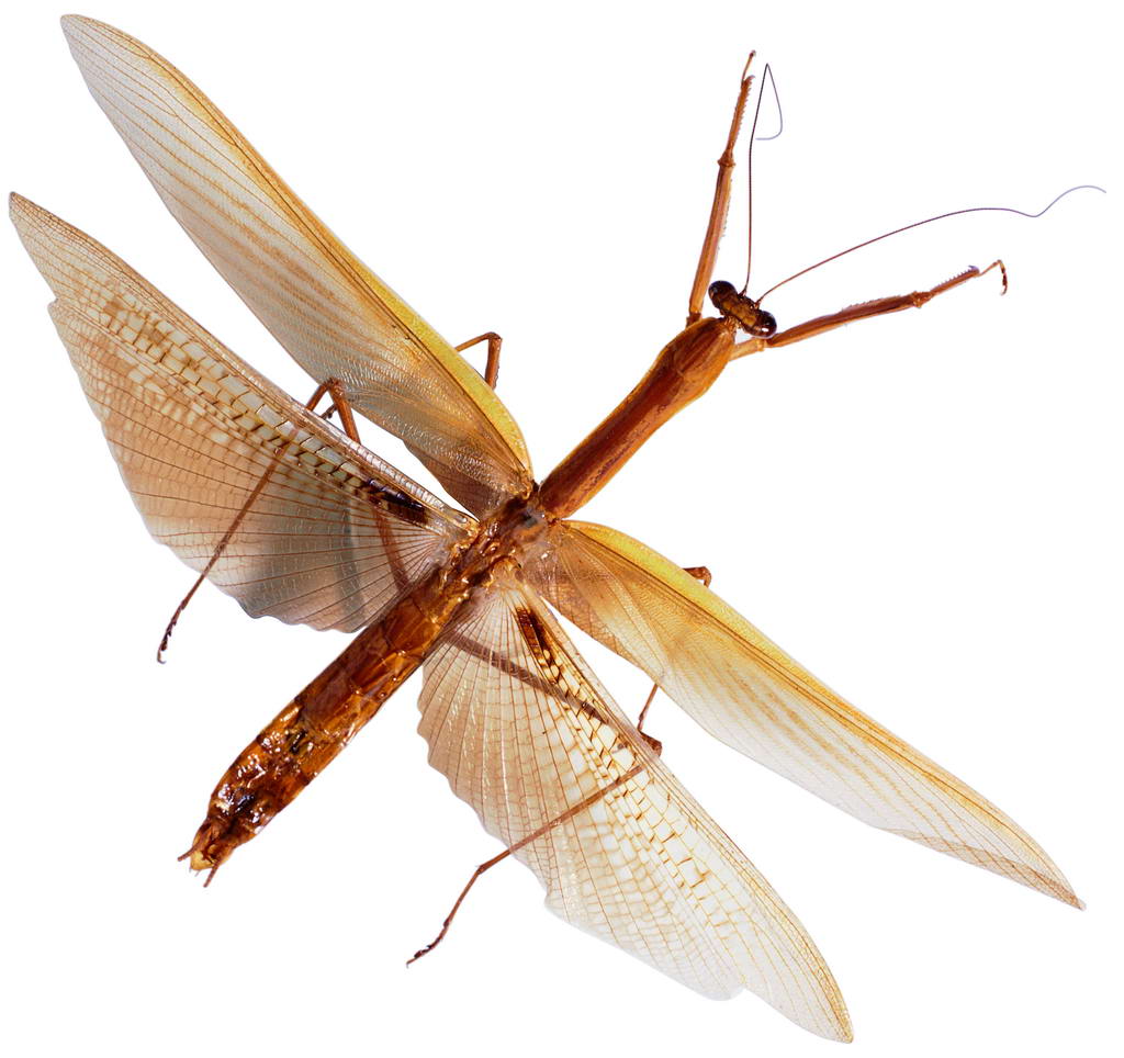 昆虫大全500种 双翅目昆虫有哪些
