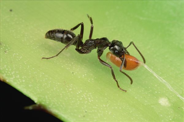 蚂蚁吃过的物品能吃吗