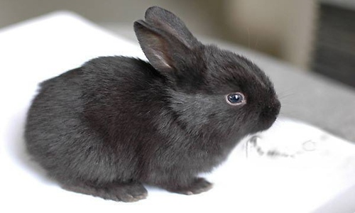 黑兔年的禁忌 黑兔寓意着什么